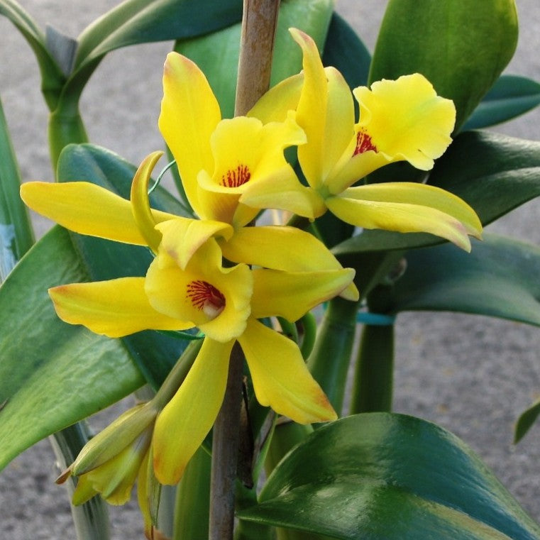 Vanilla Planifolia Orchid